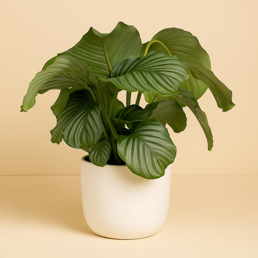 Calathea Orbifolia - 70cm