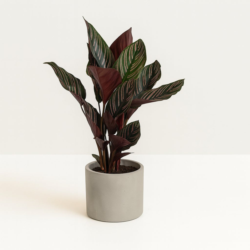 Calathea Ornata