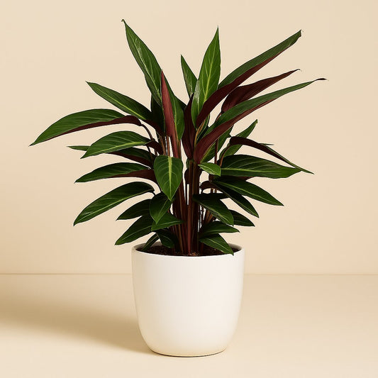 Calathea Stripestar Living - 65cm