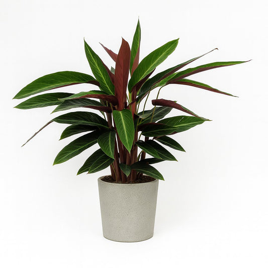 Calathea Stripestar Living - 65cm