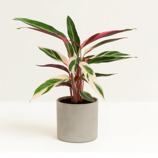 Calathea Triostar - 70cm