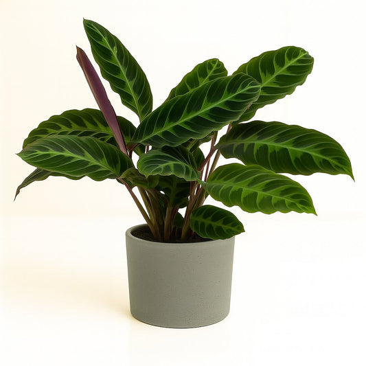 Calathea Warscewiczii - 50cm