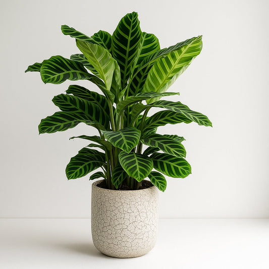 Calathea Zebrina - 80cm