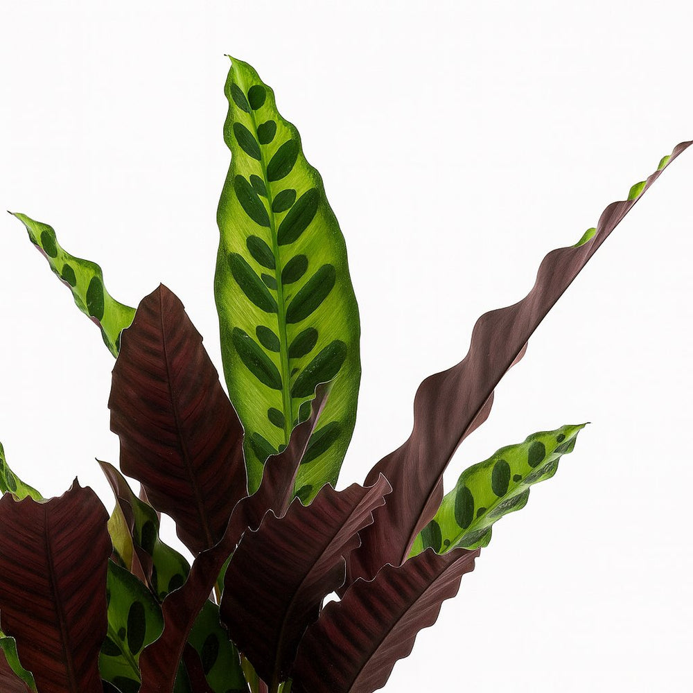 calathea lancifolia blüte Calathea Lancifolia