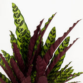 Calathea Lancifolia 70cm Nahaufnahme