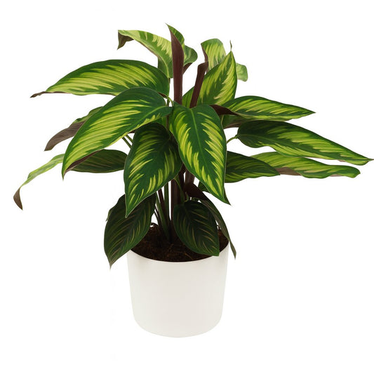 Calathea Majestica Princeps - 45cm