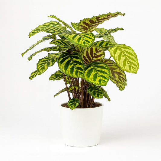 Calathea Makoyana - 55cm