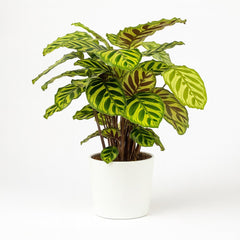 Calathea Makoyana - 55cm