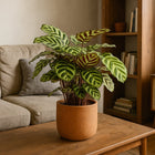 Calathea Makoyana - 55cm-Nahaufnahme