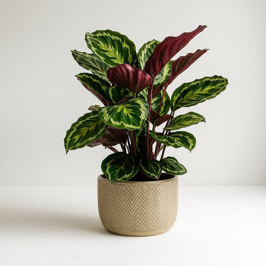 Calathea Medaillon - 75cm