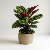 Calathea Medallion 75cm Nahaufnahme