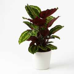 Calathea Medaillon - 75cm