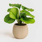 Calathea Orbifolia 50cm im 14cm Topf