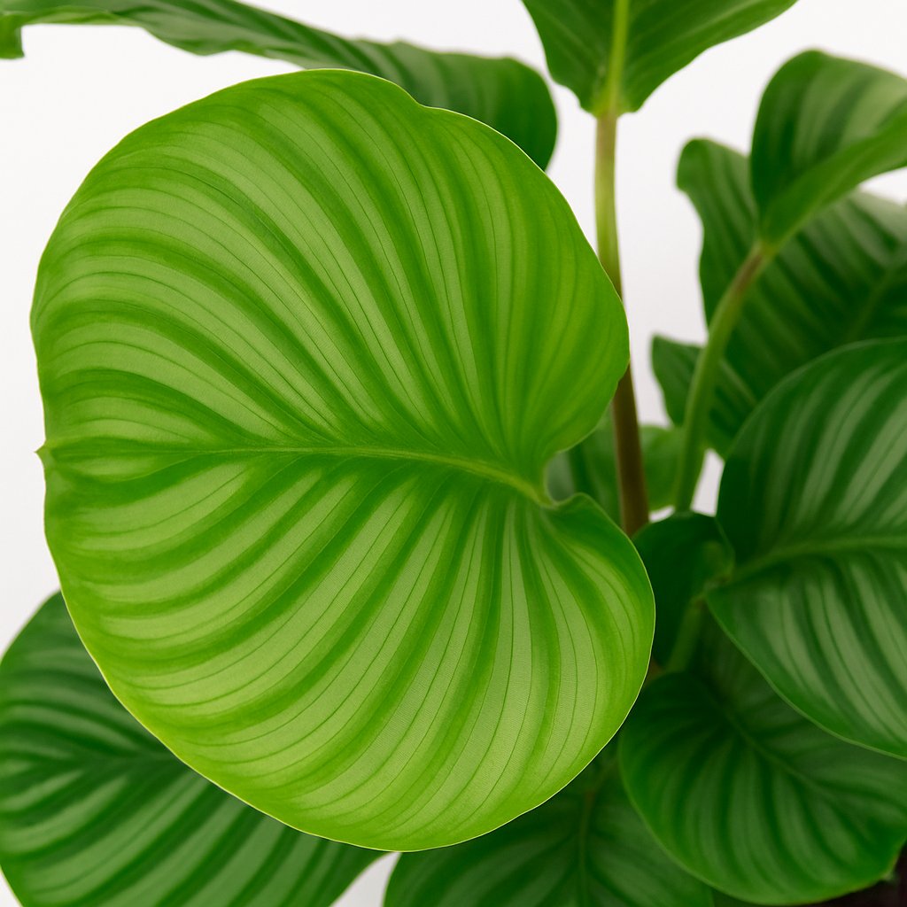 Calathea Orbifolia - 50cm