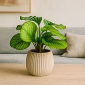 Calathea Orbifolia 50cm im 14cm Topf Set