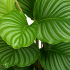 Calathea Orbifolia 60cm im 17cm Topf Nahaufnahme