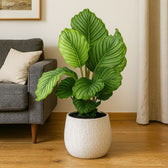 Calathea Orbifolia 60cm im 17cm Topf Set
