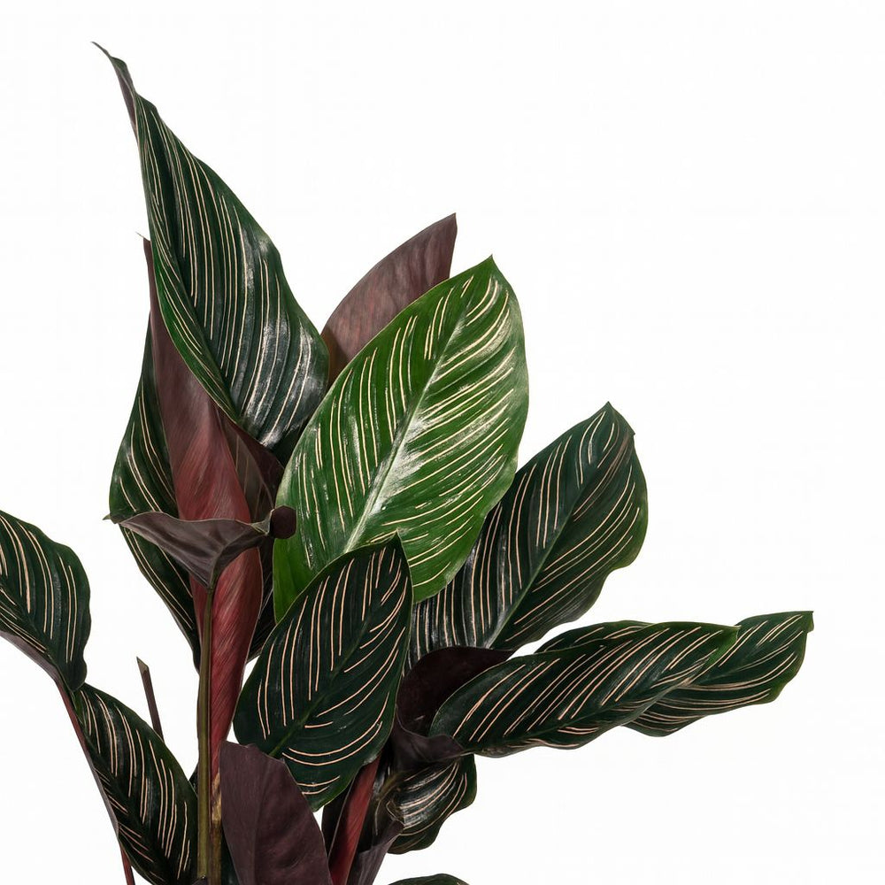calathea ornata standort Calathea Ornata