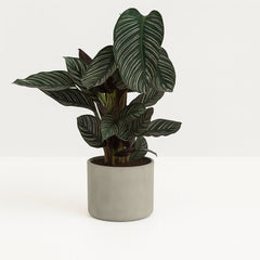 Calathea Ornata - 75cm