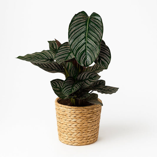 Calathea Ornata - 75cm
