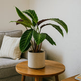 Calathea Warscewiczii 70cm in Wohnungs-Setting