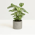 Calathea Whitestar - 50cm in einem modernen Studio mit modernem Topf