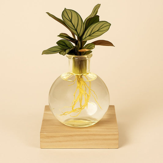 Calathea im Samoa-Glas mit LED  - 10cm