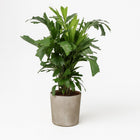 Caryota Mitis - 110cm in einem modernen Studio mit modernem Topf