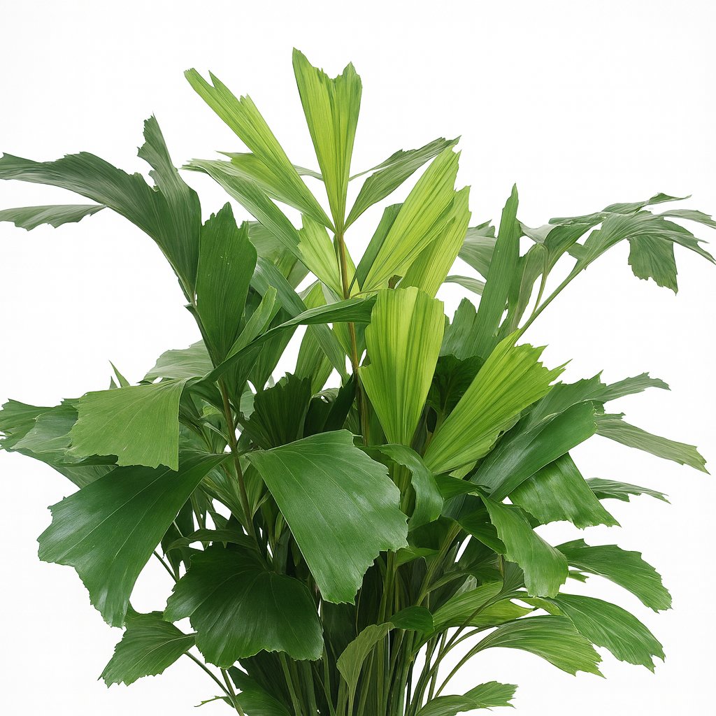 Caryota Mitis 110cm im 24cm Topf Nahaufnahme