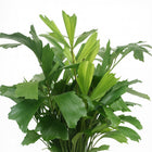 Caryota Mitis 110cm im 24cm Topf Nahaufnahme