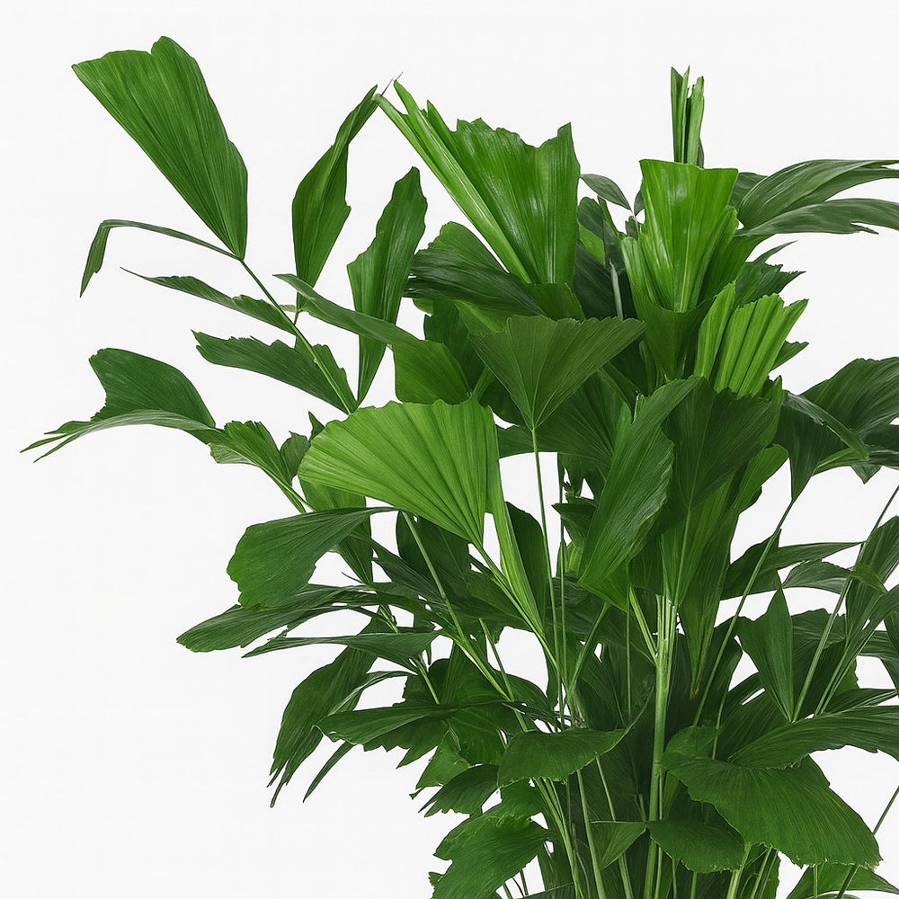 Caryota Mitis 120cm im 24cm Topf Nahaufnahme