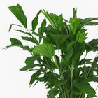 Caryota Mitis 120cm im 24cm Topf Nahaufnahme