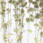 Ceropegia Linearis Subsp. Woodii Variegata