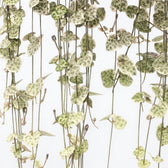 Ceropegia Linearis Subsp. Woodii Variegata