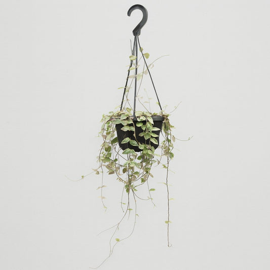 Ceropegia Woodii ssp.woodii - 50cm