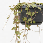 Ceropegia Linearis Remy