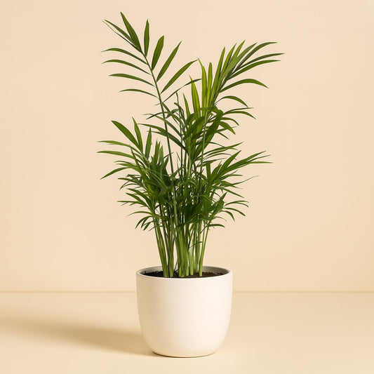 Chamaedorea Elegans - 40cm