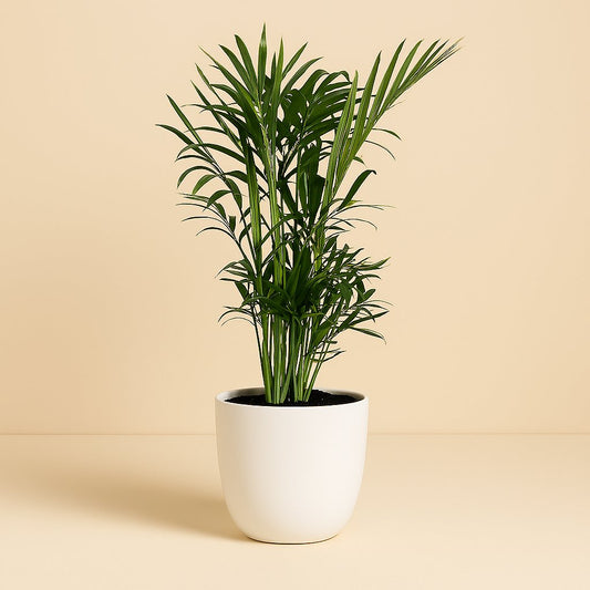 Chamaedorea Elegans - 40cm