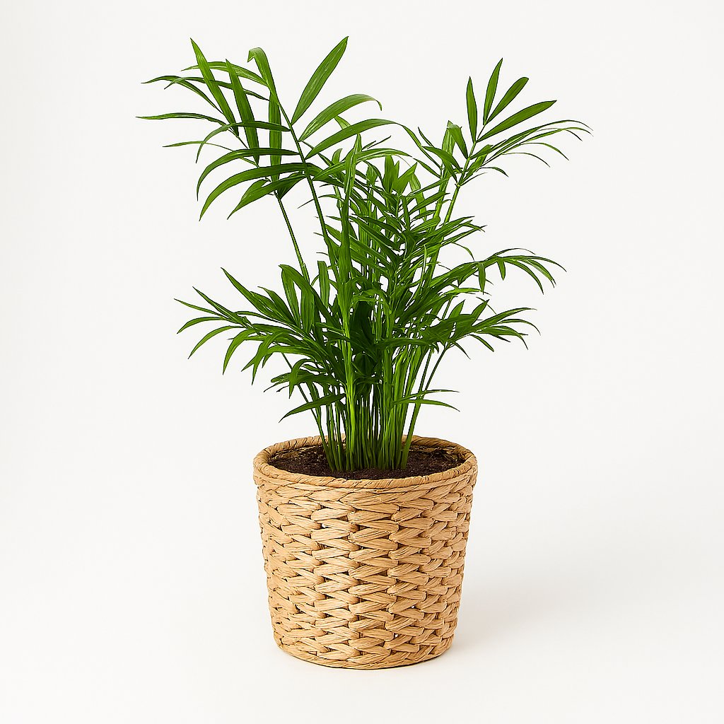 Chamaedorea Elegans - 40cm