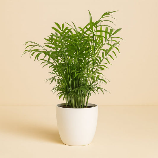 Chamaedorea Elegans - 50cm