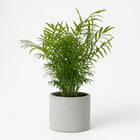 Chamaedorea Elegans - 50cm in einem modernen Studio mit modernem Topf
