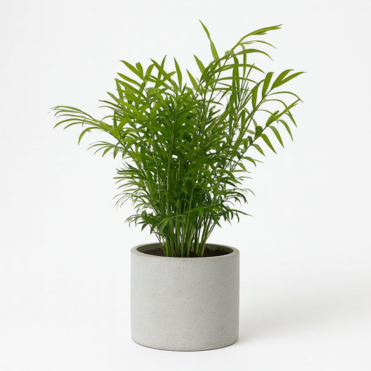 Chamaedorea Elegans - 50cm