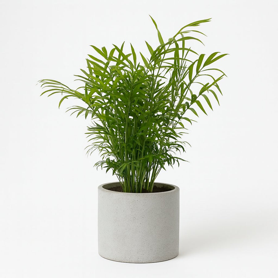 Chamaedorea Elegans - 50cm in einem modernen Studio mit modernem Topf