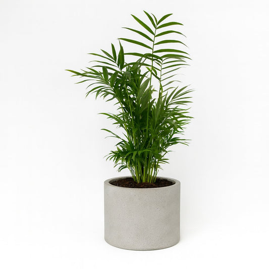 Chamaedorea Elegans - 50cm