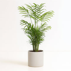 Chamaedorea Elegans - 55cm