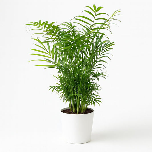 Chamaedorea Elegans - 55cm