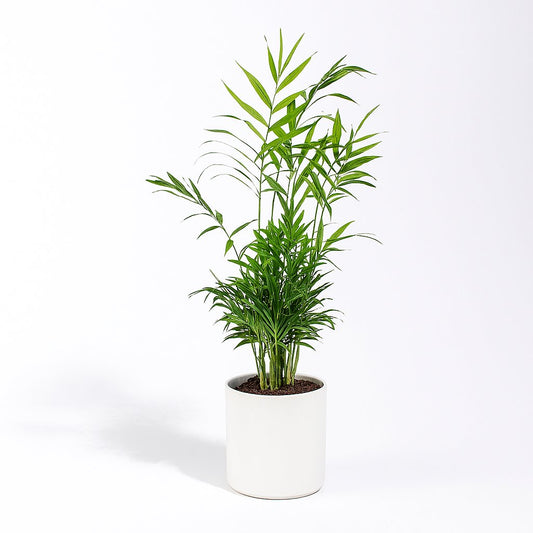 Chamaedorea Elegans - 55cm