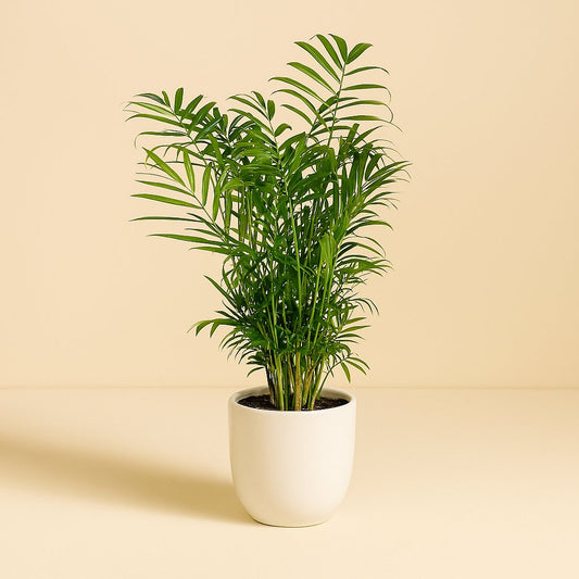 Chamaedorea Elegans - 55cm