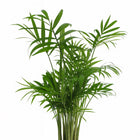 Chamaedorea Elegans 40cm im 17cm Topf Nahaufnahme