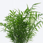 Chamaedorea Elegans - 50cm